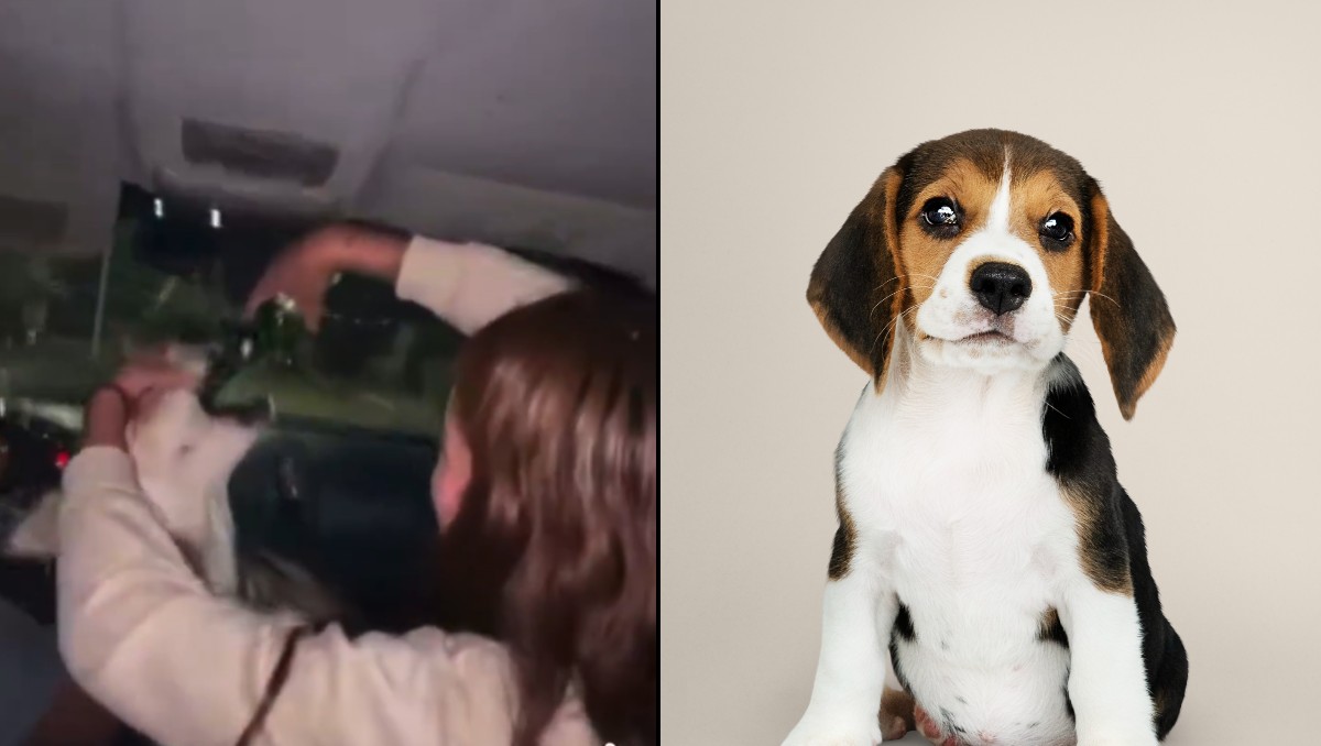 ¡Indignación en Chihuahua! Jóvenes alcoholizan a una perrita callejera; usuarios de redes piden justicia | VIDEO