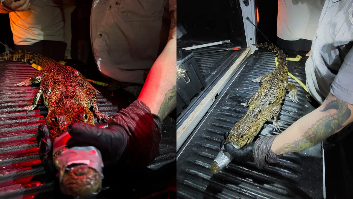 Brindan capacitación en Yucatán ante presencia de cocodrilos en zonas urbanas