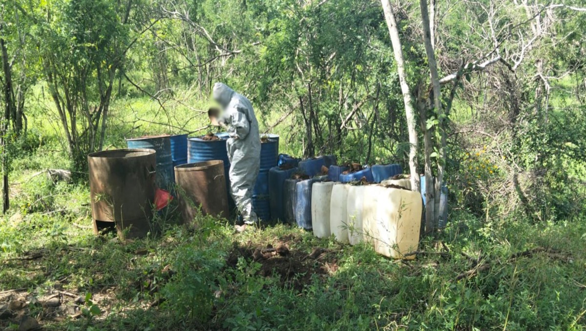 Localizan área de concentración de material para fabricar droga en Sinaloa