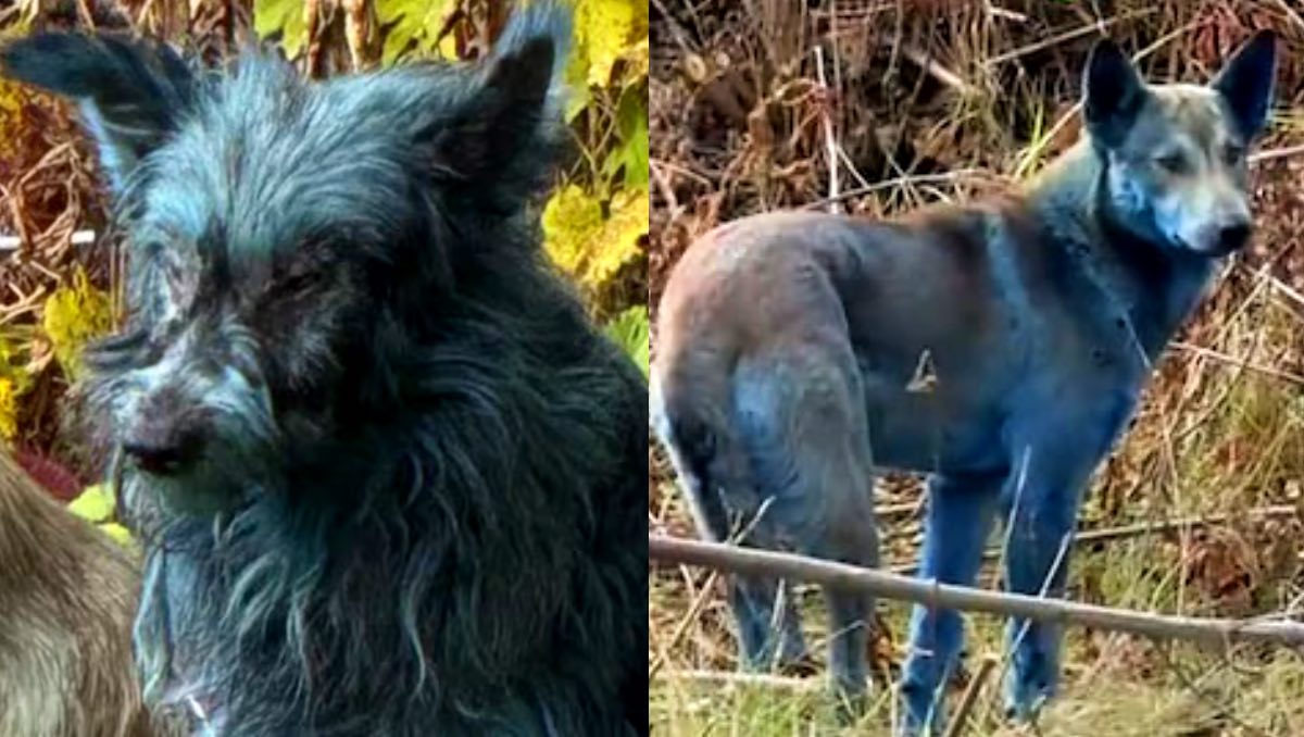 ¿Es por la radiación? Estas serían la razones detrás del pelaje azul en los perros de Chernóbil