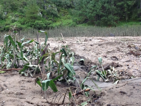 Dos mil 938 de los productores de maíz de Costa Grande, Costa Chica, La Montaña, y zonas Centro y Norte perdieron más de 10 mil hectáreas de cultivo.