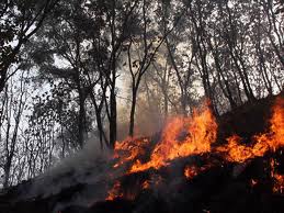 Jalisco es el segundo estado con más incendios forestales en México