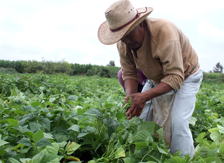 Las actividades primarias que incluyen la agricultura, cría y explotación de animales, aprovechamiento forestal, pesca y caza.
