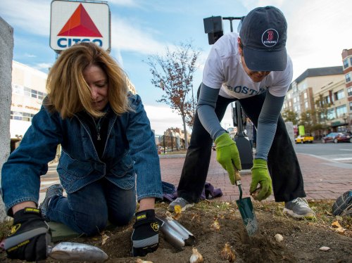 Voluntarios plantando narcisos en la ruta del maratón de Boston.