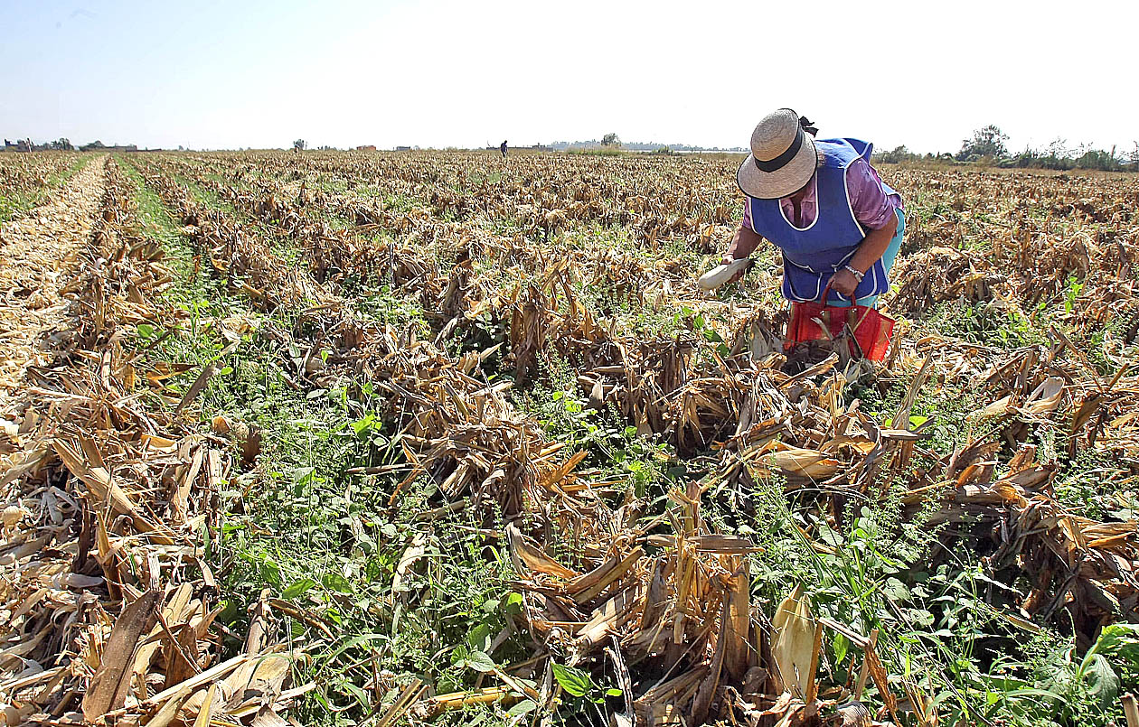 Darán mayor apoyo al sector campesino el próximo año.