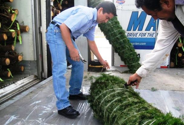 Árboles navideños