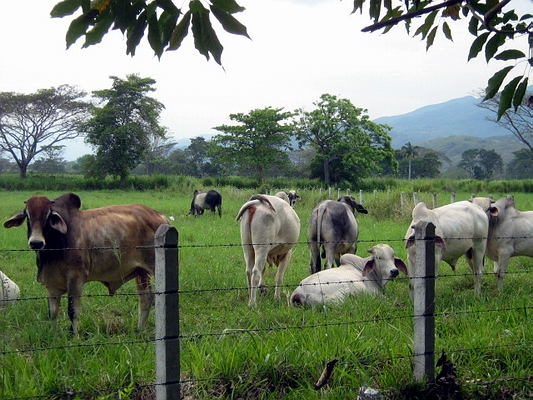 Producción ganadera va en caída libre