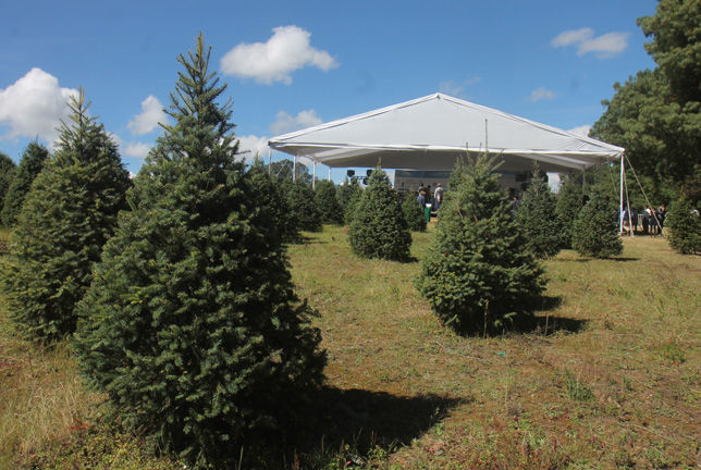 Árboles de Navidad