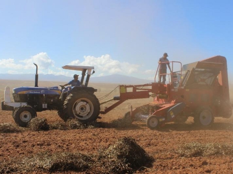 Productores de frijol en Zactecas.