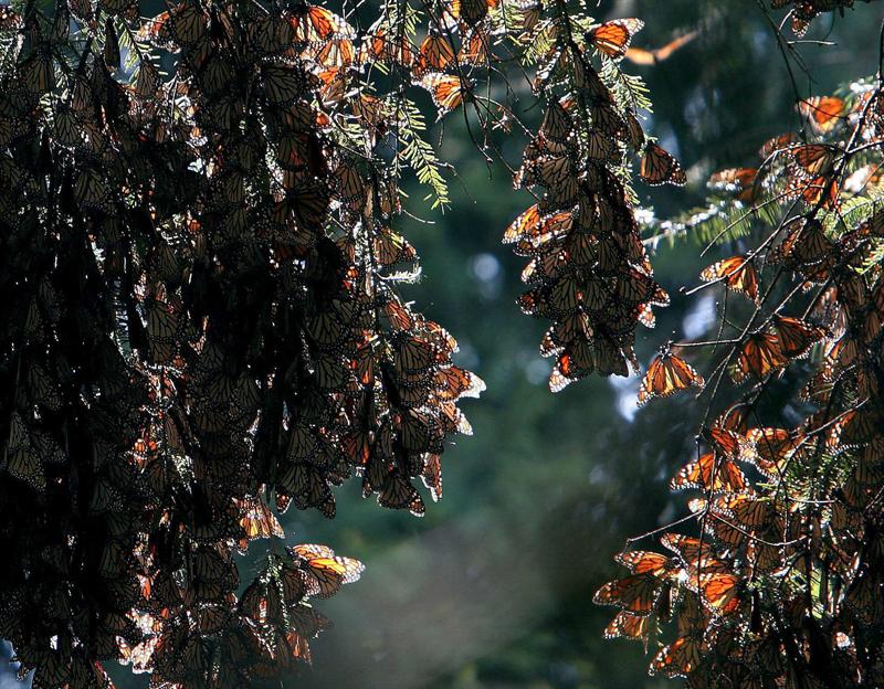 Mariposa Monarca en México