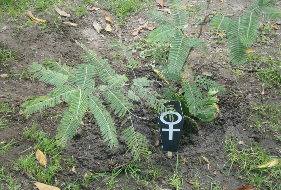 3 árboles fueron plantados en el parque Morelos. 