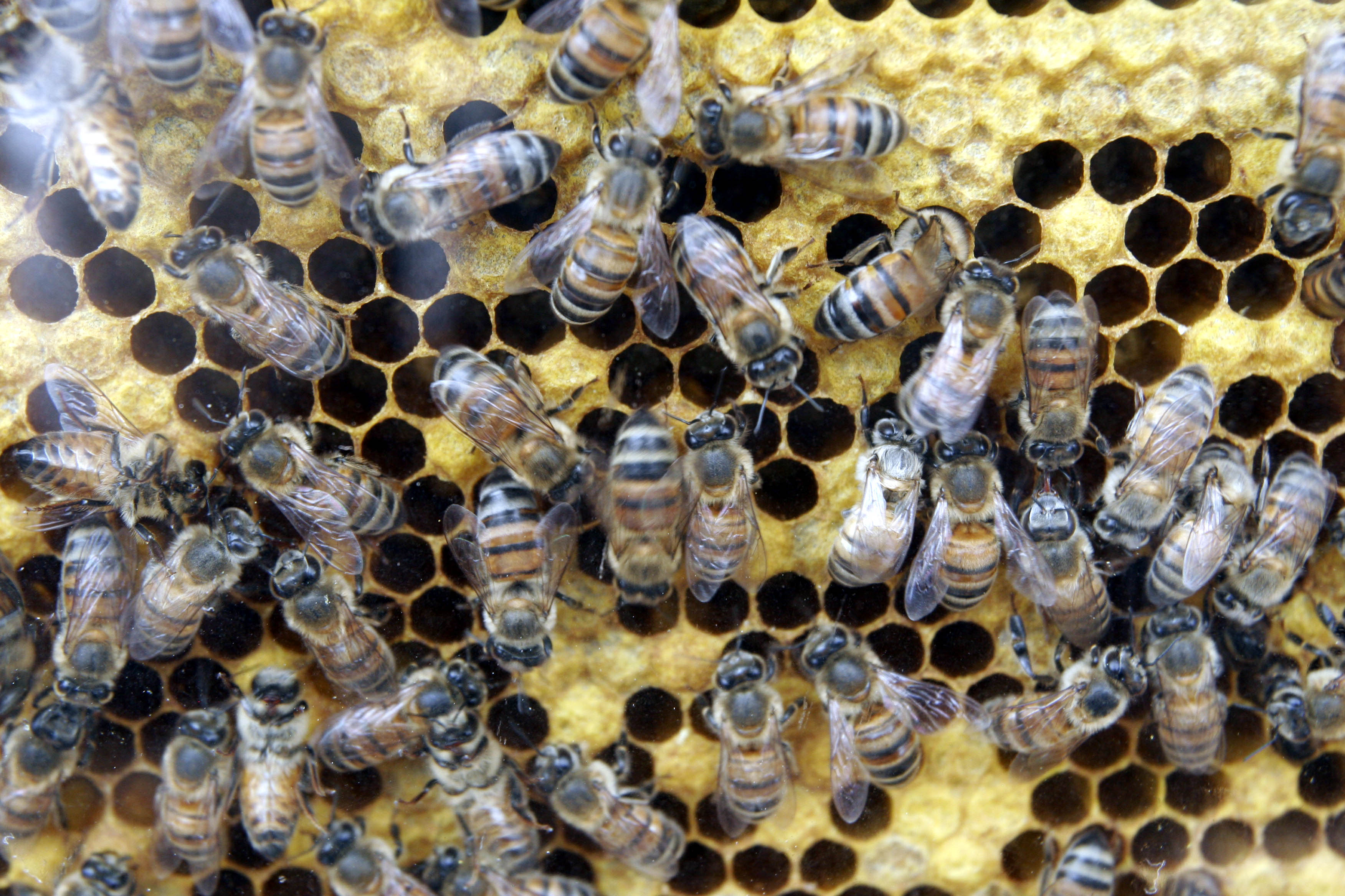 Abejas