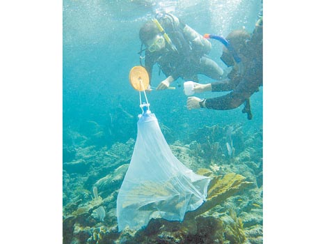 Para recolectar muestras usan redes con un embudo invertido.