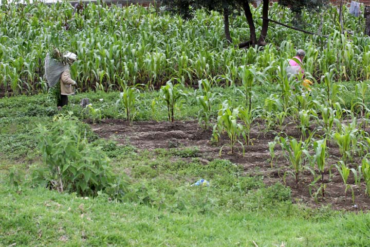 Trabajan en agricultura sostenible que permitan una siembra que no contamine al medio ambiente.