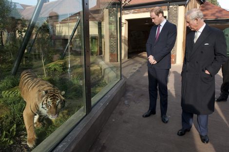 Carlos de Inglaterra y el príncipe Guillermo de Inglaterra, observan el emplazamiento de un tigre en su visita a la Sociedad Zoológica de Londres.