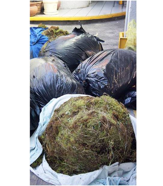 Realizaban recolecta de musgo sin autorización. 