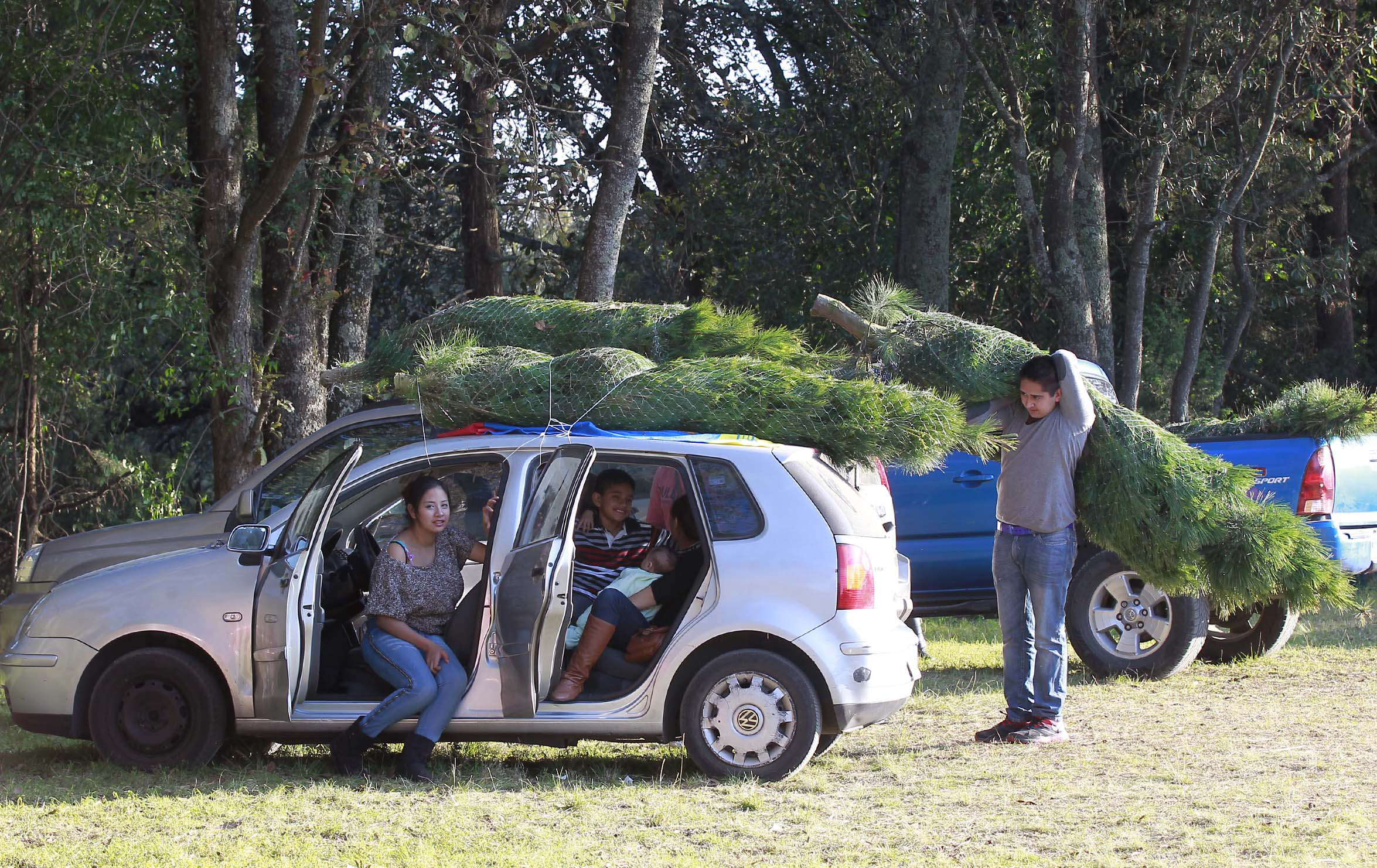 La Profepa verificará que no se talen ilegalmente los arboles en bosques.