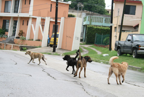 Hasta el momento ningún ataque de perros callejeros ha sido grave. 