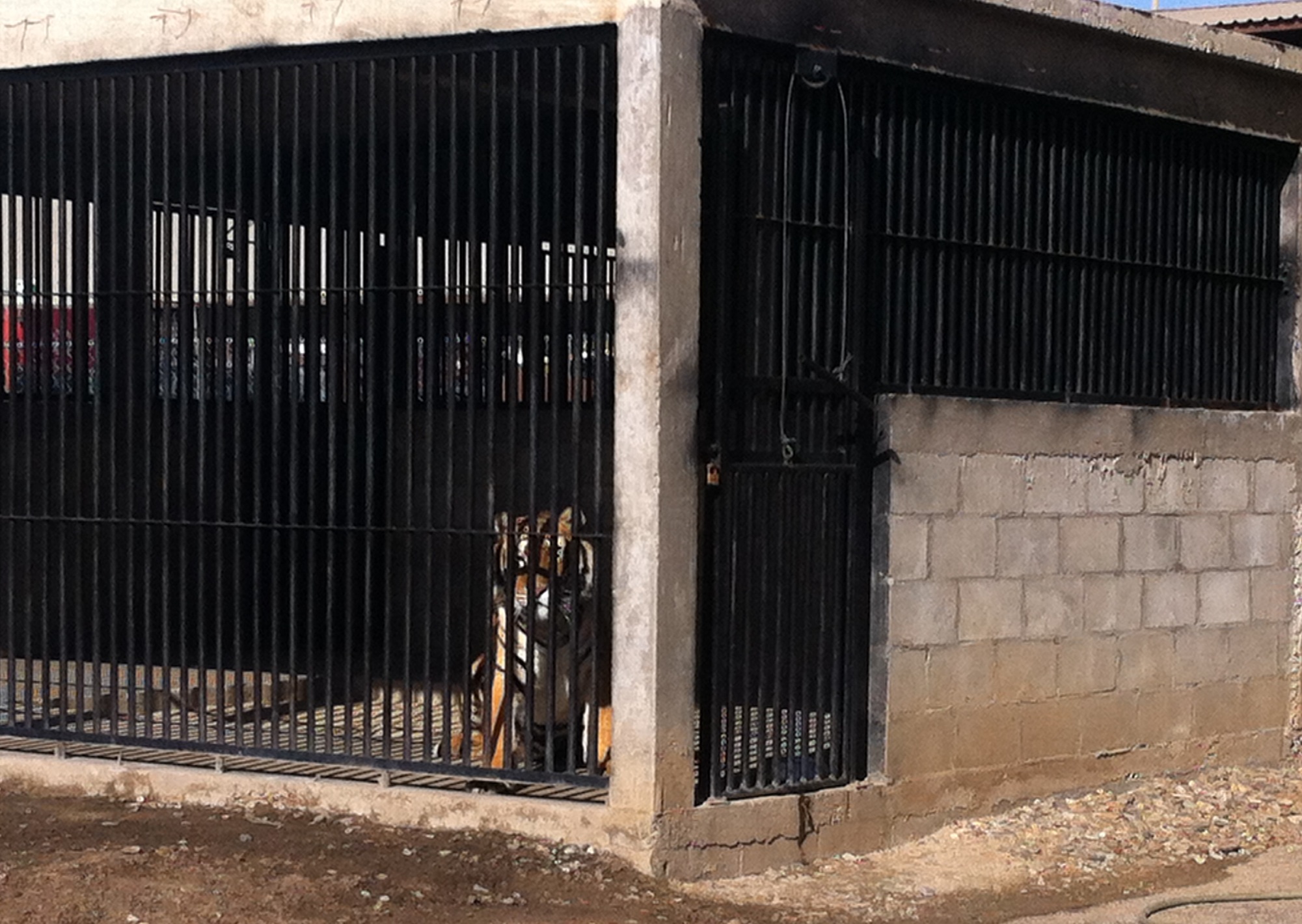 PDH levanta queja por tigre siberiano en terreno privado