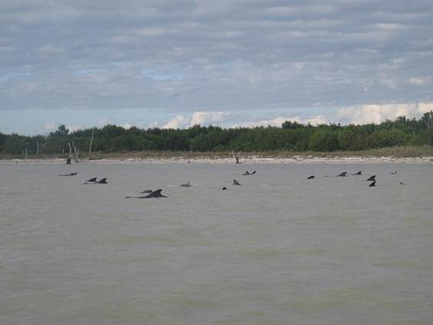 Las ballenas, varadas cerca de la costa del Parque Nacional de Everglades