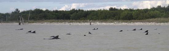 Quedan baradas 50 ballenas en costas de Miami 
