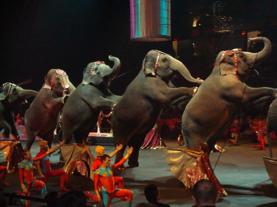 Querétaro es el primer estado en prohibir los circos sin animales