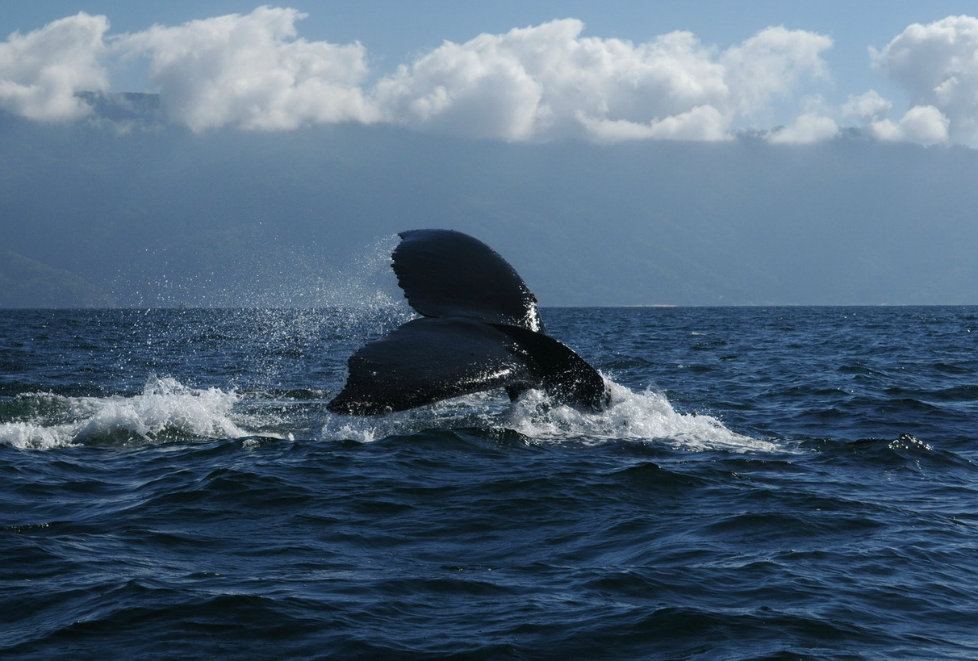 Las ballenas normalmente llegan con la corriente marina de California.
