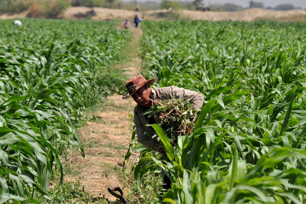 Desesperanza en el campo reconoce dirigente campesino