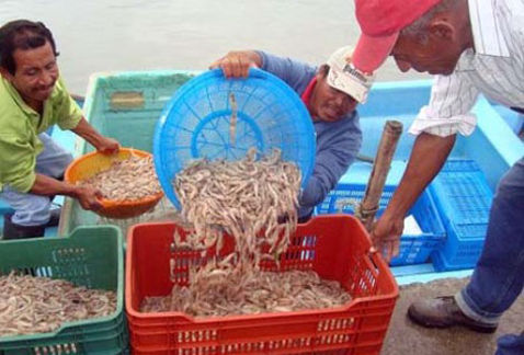Por la baja producción, el precio del camarón ha incrementado.