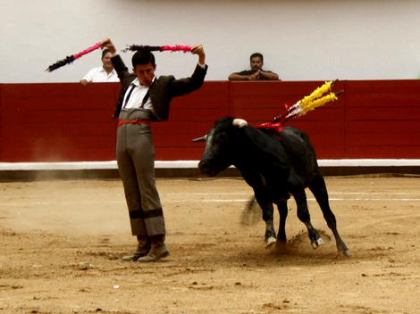 Se aprobaron las corridas de toros, coleaduras y peleas de gallos.