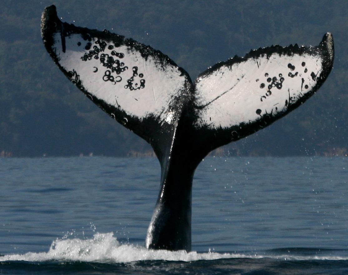 Una de las principales ideas es evitar los efectos negativos que pudiera causar el ruido sobre las ballenas