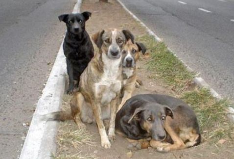 El objetivo es que los perros en condición de calle y que son atropellados, sean incinerados.