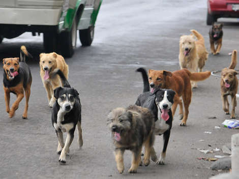 Recuperan mil perros callejeros en Reynosa durante 2013