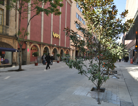 Dentro del plan integral de rehabilitación de la calle 16 de Septiembre, en el Centro Histórico, se prevé la siembra de árboles.