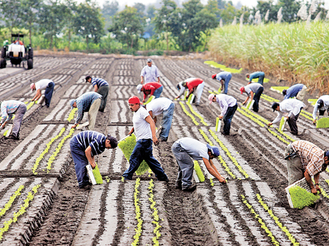 Jornaleros en un plantío de vegetales en Florida.