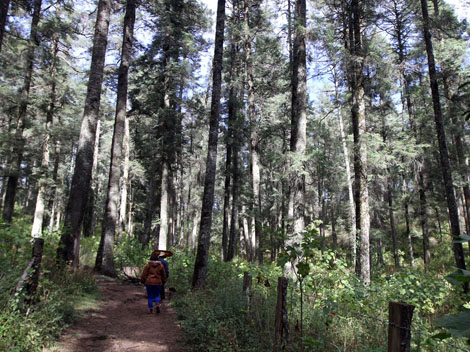 Los bosques hidalguenses son parte primordial del Corredor de la Montaña.