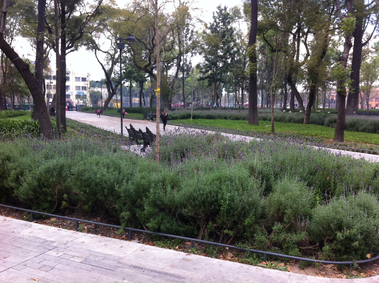 "Tenemos toda la Alameda para nosotros”, dijo Guadalupe Rodríguez, una de los escasos visitantes a ese parque de la avenida Juárez, en el primer cuadr