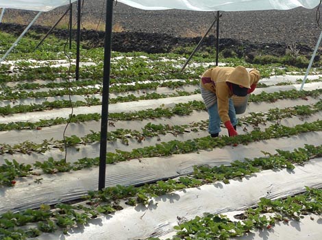 Para la producción de fresa se requiere un sitio sin mucho frío.