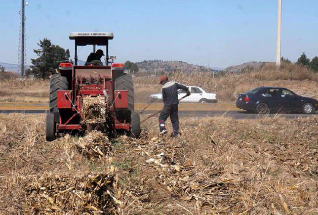 cosecha, maíz, campo