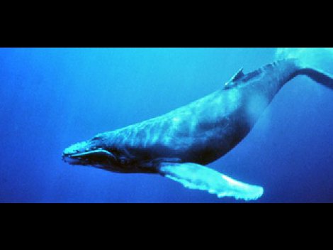 Expiden  56 permisos para la presente temporada a igual número de lancheros loretanos, para el avistamiento de la ballena azul, la más grande del plan