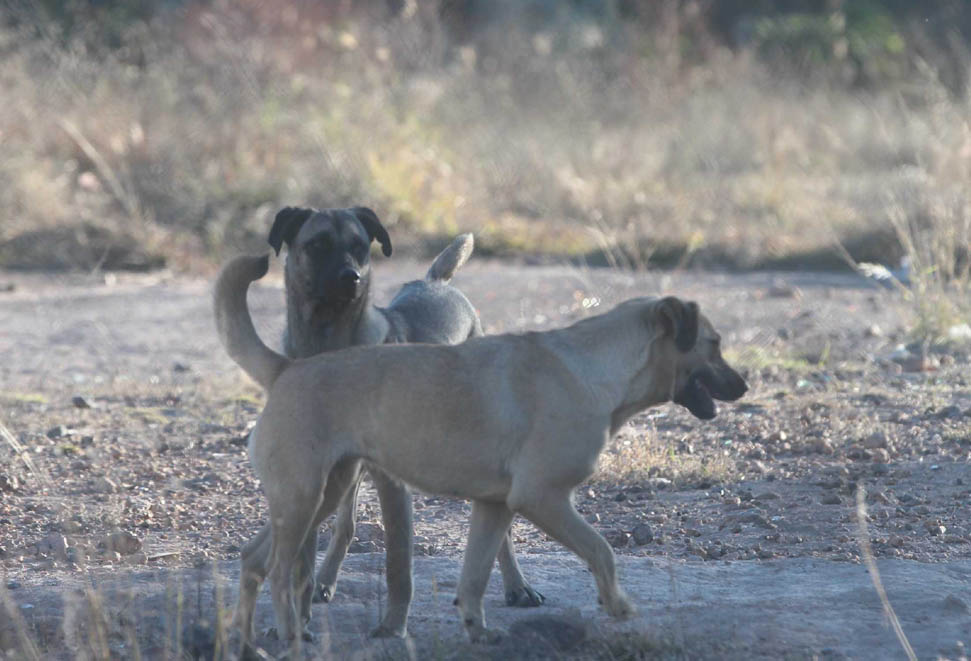 Se planea crear un albergue para los perros callejeros de Tepatitlan