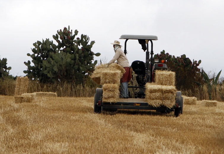 El incremento de impuestos traerá un impacto negativo en los productores del campo. 