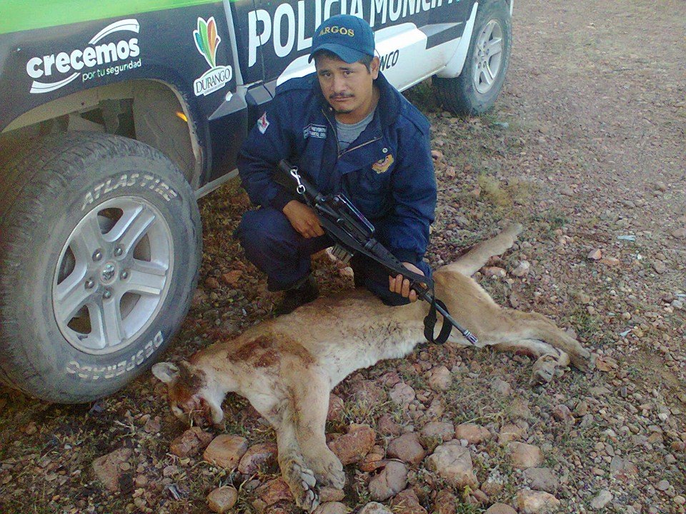 Policía caza a puma y lo presume en Facebook 