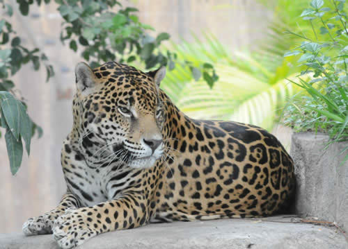 Se identificarán y seguirán los movimientos del jaguar en El Cielo.