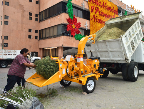 Procesamiento de cada árbol de Navidad para convertirlo en composta, en la delegación Azcapotzalco.