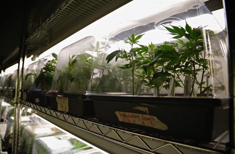 Varias plantas en el centro de crecimiento de mariguana de O.Pen Vape, en Denver, Colorado