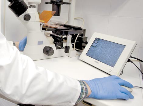 Descubren que las células grasas resisten la privación de oxígeno y de vasos sanguíneos.