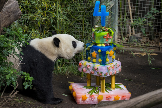 Panda Yun Zi