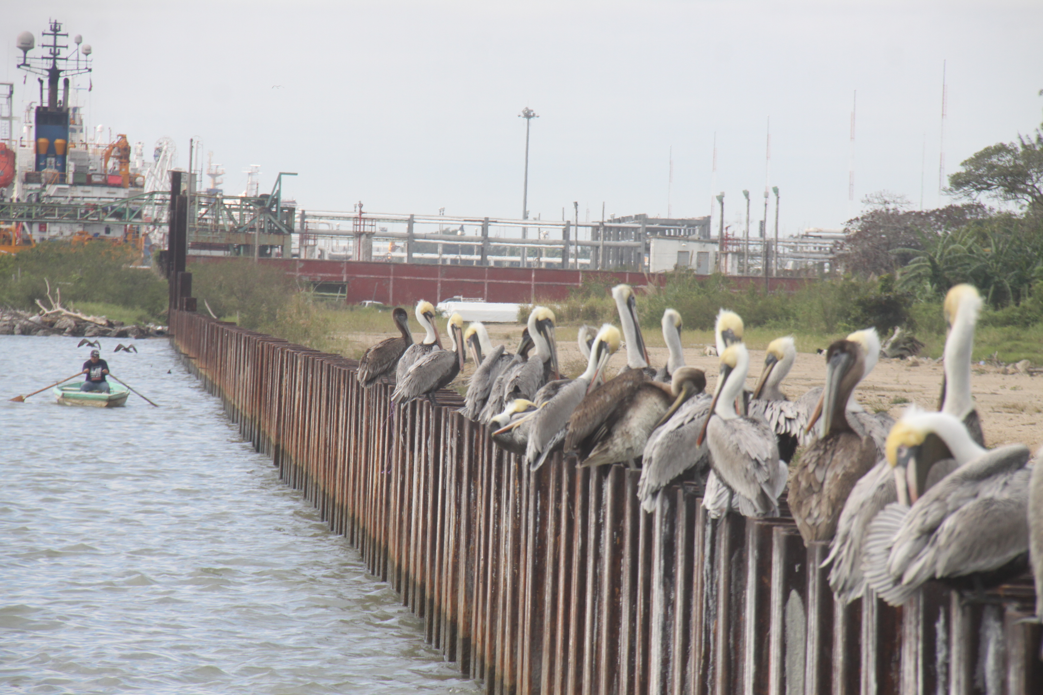Sin precisar motivos, modificarán proyecto de la Terminal de Usos Múltiples.
