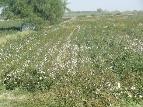 Plagas como la del “Picudo” afectan el cultivo de algodón.